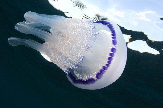 Rhizostoma Pulmo, Jellyfish