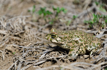 European green toad