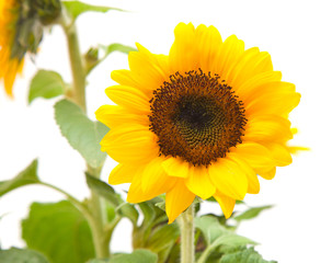 Obraz premium sunflower