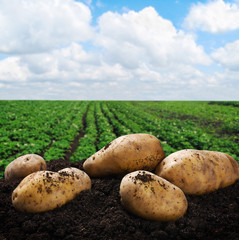 harvesting potatoes on the ground