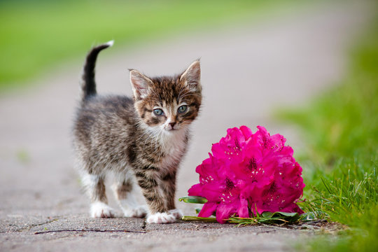 adorable kitten with a flower