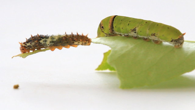 Caterpillar worm eating green lemon leaf.