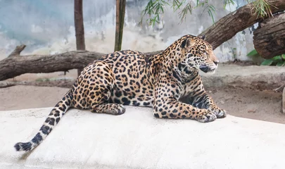 Foto op Plexiglas luipaard liggend op de rotsen © sorapop