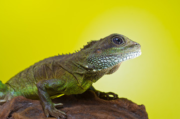 Portrait of beautiful water dragon lizard reptile sitting on a b