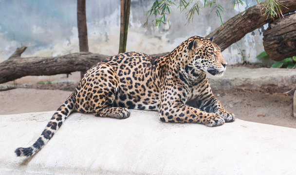 leopard lying on the rocks