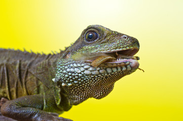 Portrait of beautiful water dragon lizard reptile sitting on a b