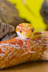 Beautiful red albino corn snake reptile on yellow green blurred © Tatiana Katsai