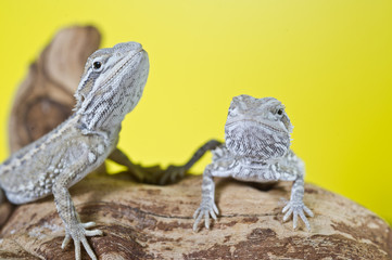 Close up portrait of babies reptile lizards bearded dragons