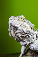 Bearded dragon reptile lizard on a branch on green blurred backg