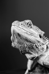 Bearded dragon reptile lizard on a branch on  blurred background