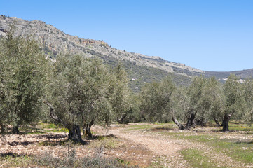 Olive grove at the foot of the mountain, Spain