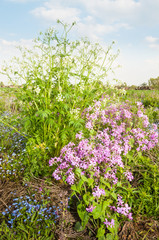 Fototapeta premium Closeup of various sorts of flowering wildflowers