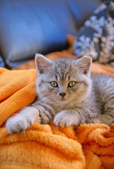 Little grey cat lying on an orange blanket on the couch