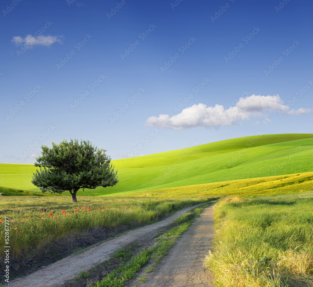 Wall mural field,tree and blue sky