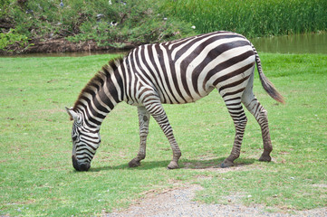 Fototapeta na wymiar A zebra