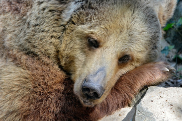 Portrait of front of a Grizzly bear (Ursus arctos horribilis)