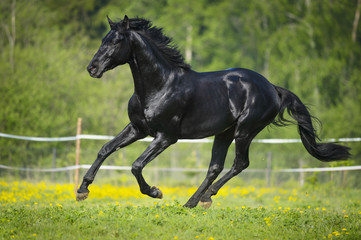 Obraz na płótnie Canvas Czarny koń biegnie galopem w lecie