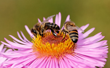 Bees on the flower.