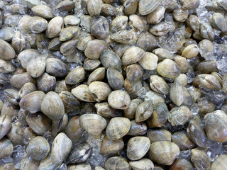 Closed Clams shells on ice