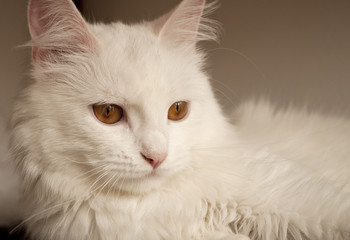 Beautiful white persian cat with copper eyes