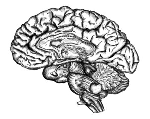 cursory drawing brain on white background - 52869054