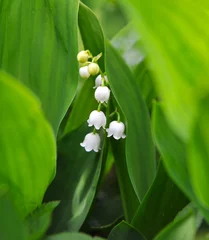 Photo sur Plexiglas Muguet Lily of the valley - convallaria majalis