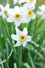Narcissus flowers (Narcissus angustifolius)