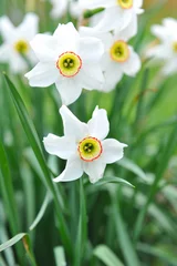 Poster Narcissus flowers (Narcissus angustifolius) © nmelnychuk