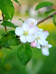 Obraz na płótnie Canvas Apple flowers over natural green background