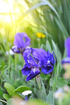 Blue Iris (Iris L.) in the green grass