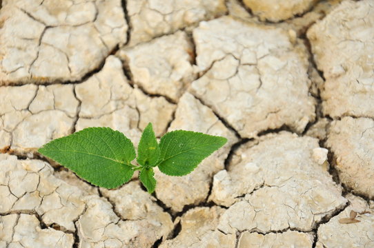 Plant with dry background