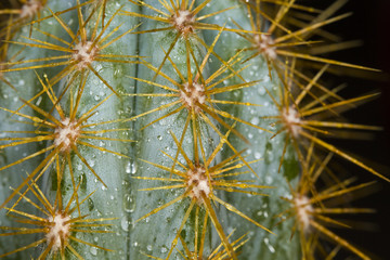 cactus close up