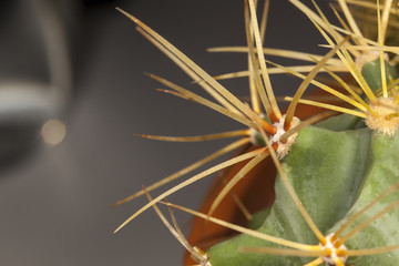 Obraz na płótnie Canvas cactus close up
