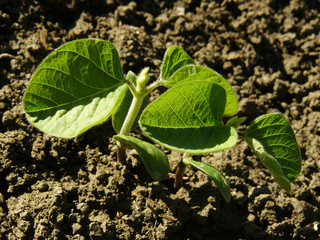 soy seedlings