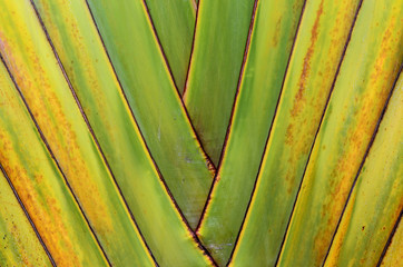 Banana tree texture