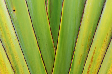 Banana tree texture