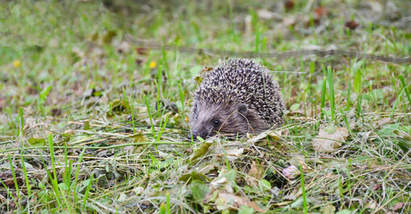 hedgehog