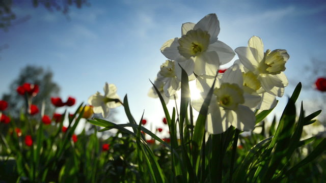 Narcissus flowers and poppies on sun at sunset
