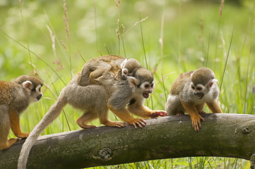 Common squirrel monkey