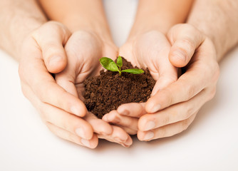 hands with green sprout and ground