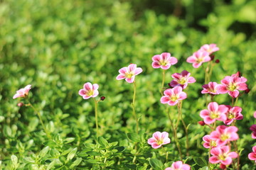 Fototapeta premium цветок