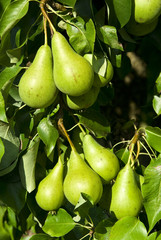 Pears on a tree branch closeup .