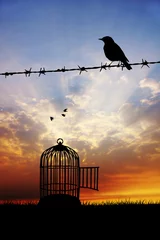 Papier Peint photo Lavable Oiseaux en cages oiseau sur fil de fer barbelé