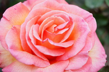Fototapeta na wymiar rose flower close up