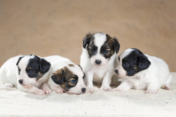 Four little Papillon puppy