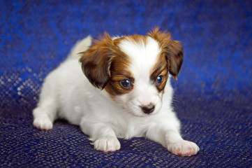 Papillon Puppy