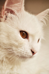 Beautiful white persian cat with copper eyes