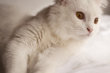 Fototapeta na wymiar Piękny biały kot perski z miedzianych oczach
