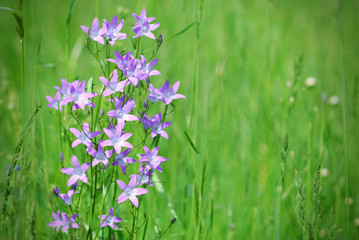 Obraz na płótnie Canvas Violet bell-flower in green springtime meadow