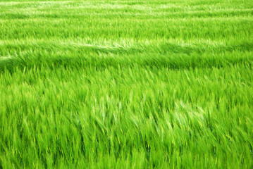 Green barley field in windy springtime